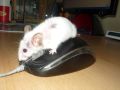 Mysza myszy nie równa