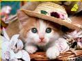 kotek w kapeluszu