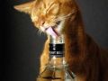 kot pije wódke