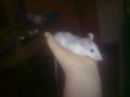 mój szczur