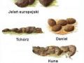 kocham je