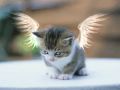 kot anioł