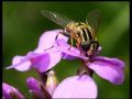 mucho-pszczoła