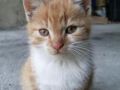 kotek