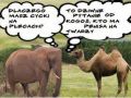 Słoń i wielbłądzica