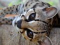 Ocelotek