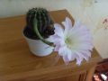 moj kaktus