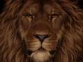 Zgoda?