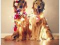 Psy Świąteczne