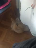 komentarz obrazkowy