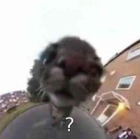 komentarz obrazkowy