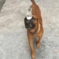 komentarz obrazkowy