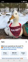 komentarz obrazkowy