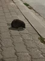 komentarz obrazkowy