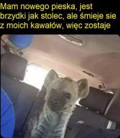 komentarz obrazkowy